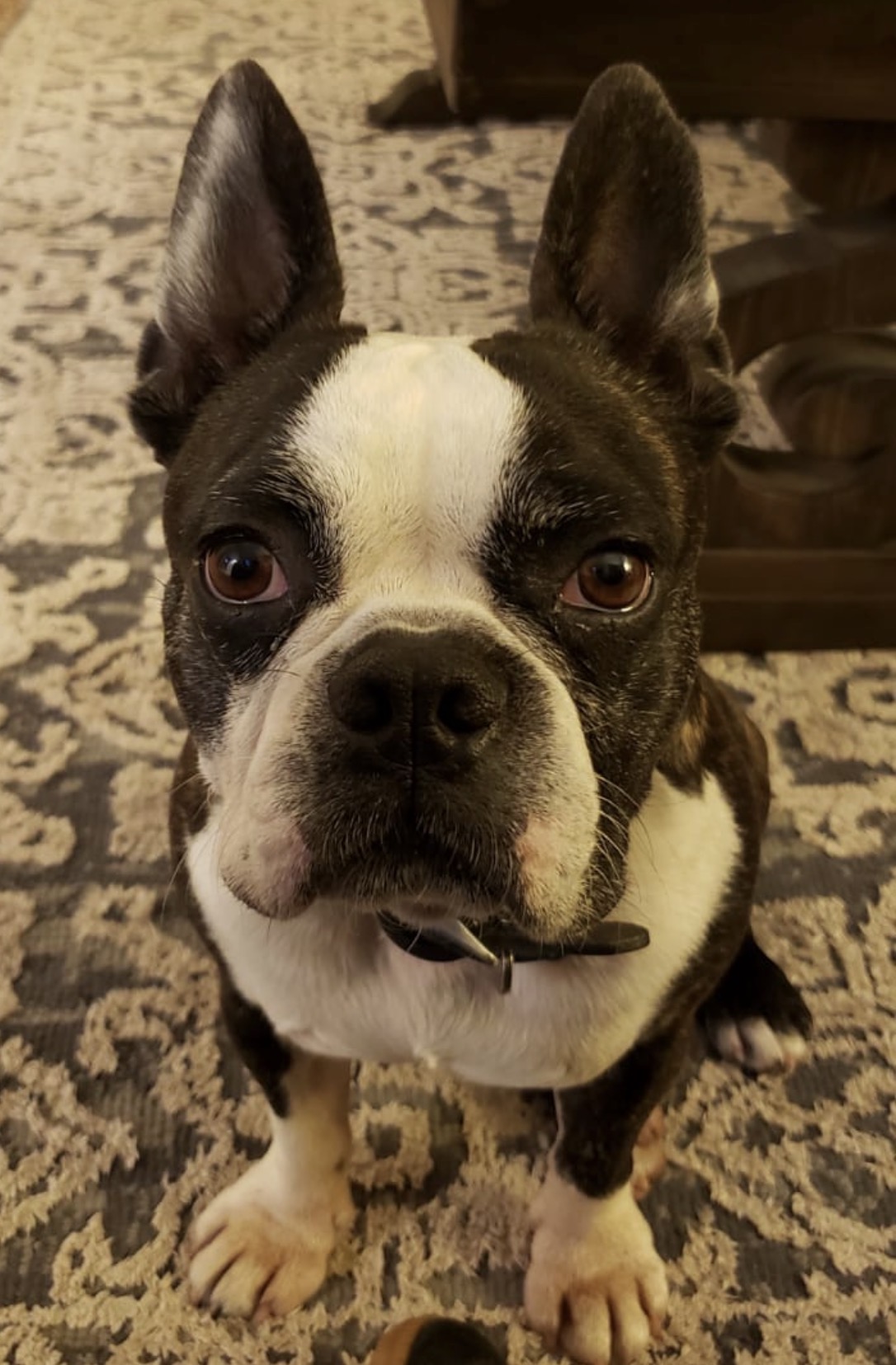 Jack the dog